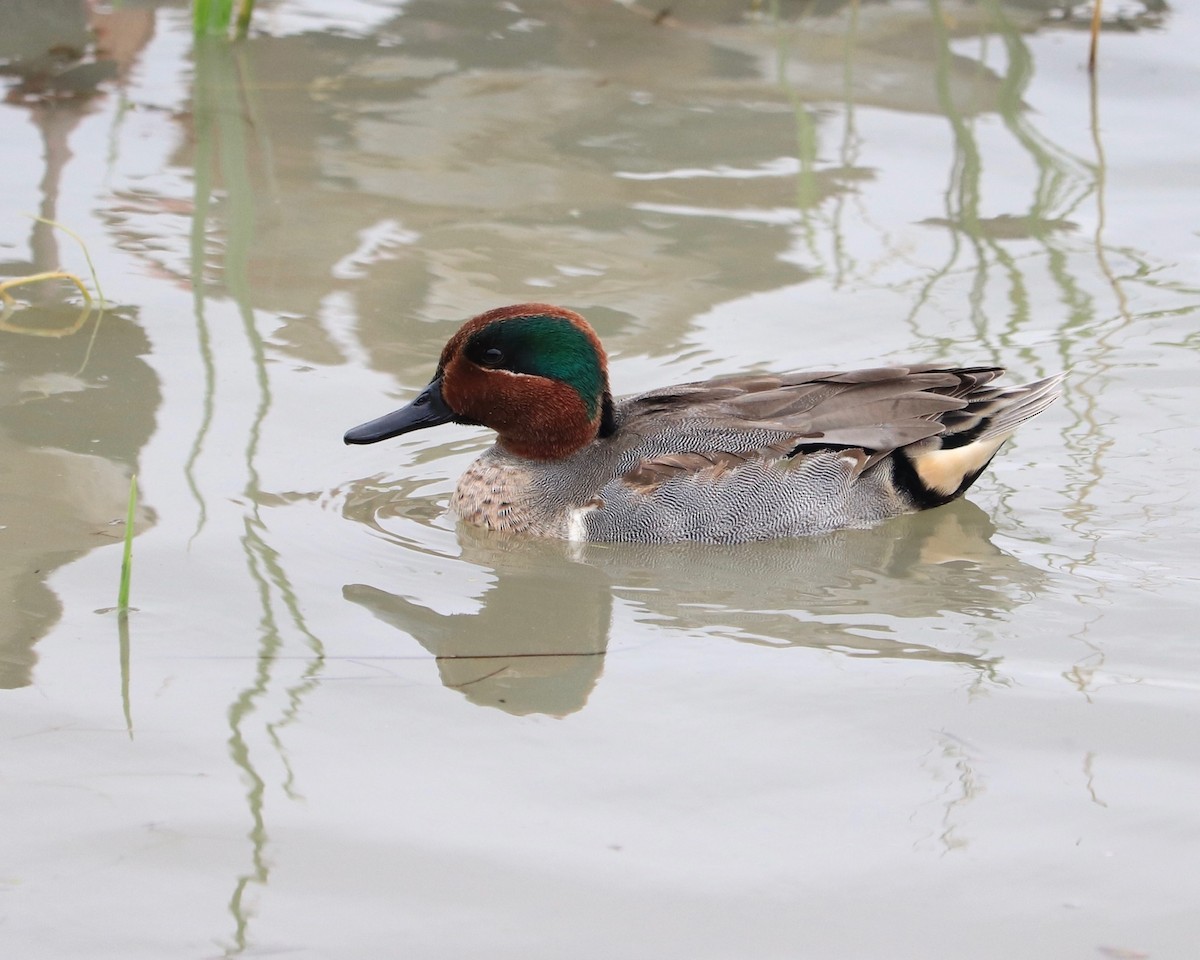 Green-winged Teal - ML396772631