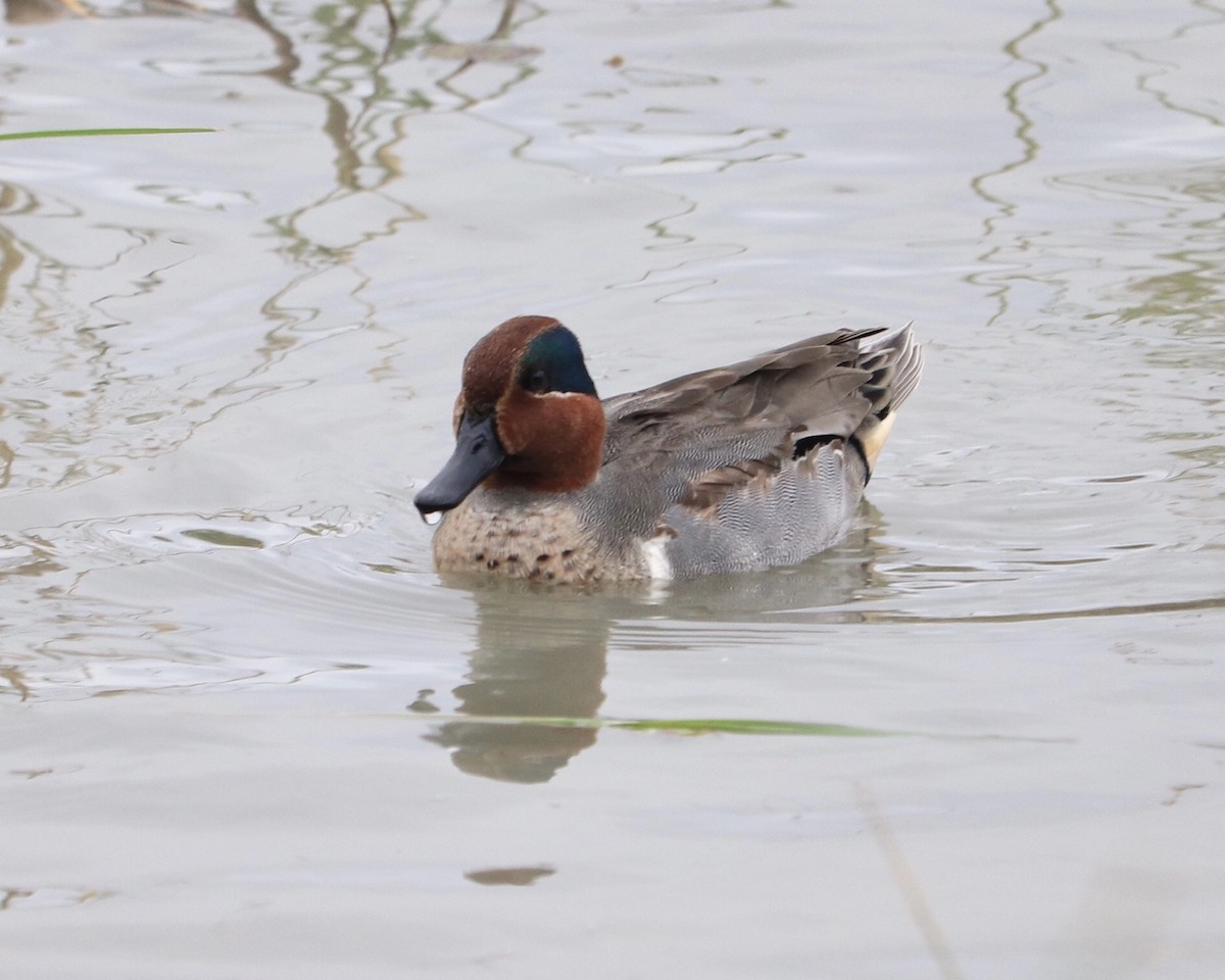Green-winged Teal - ML396773481