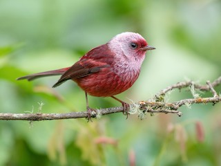  - Pink-headed Warbler