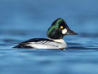  - Common Goldeneye