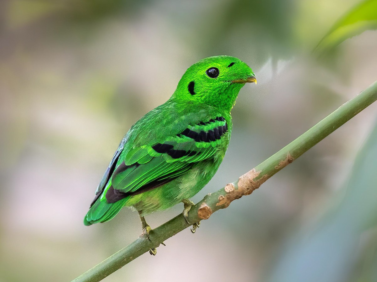 Green Broadbill - Calyptomena viridis - Birds of the World