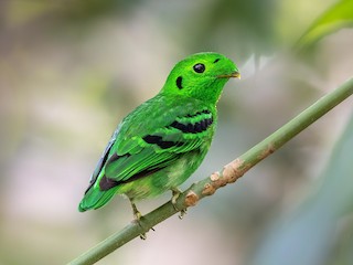  - Green Broadbill