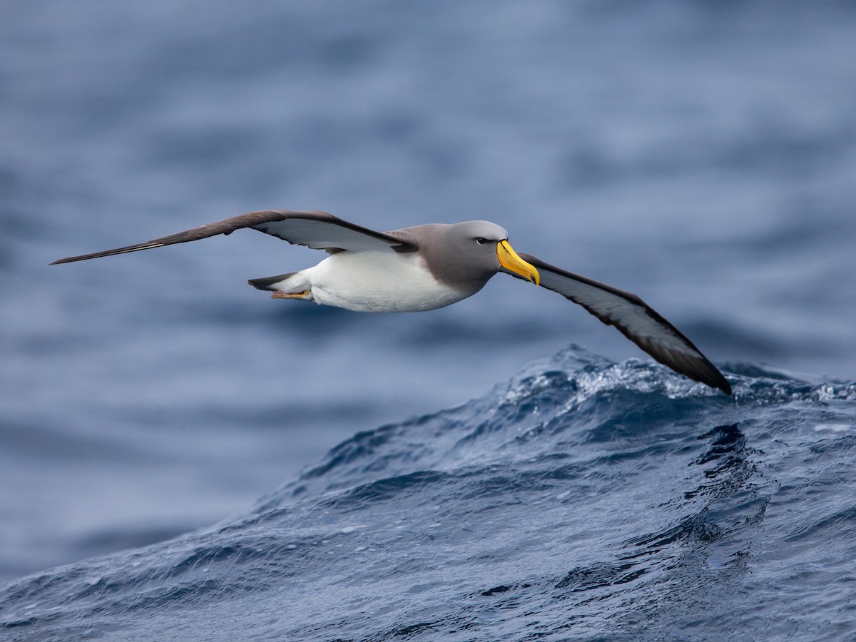 Chatham Albatross Thalassarche eremita Birds of the World