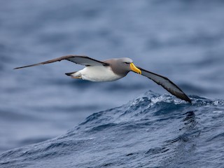  - Chatham Albatross