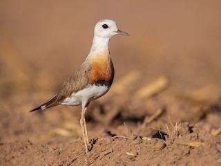  - Oriental Plover