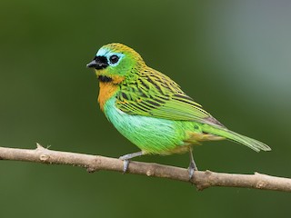  - Brassy-breasted Tanager
