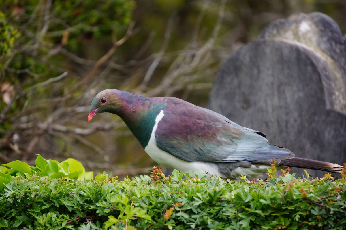 New Zealand Pigeon - ML396781621