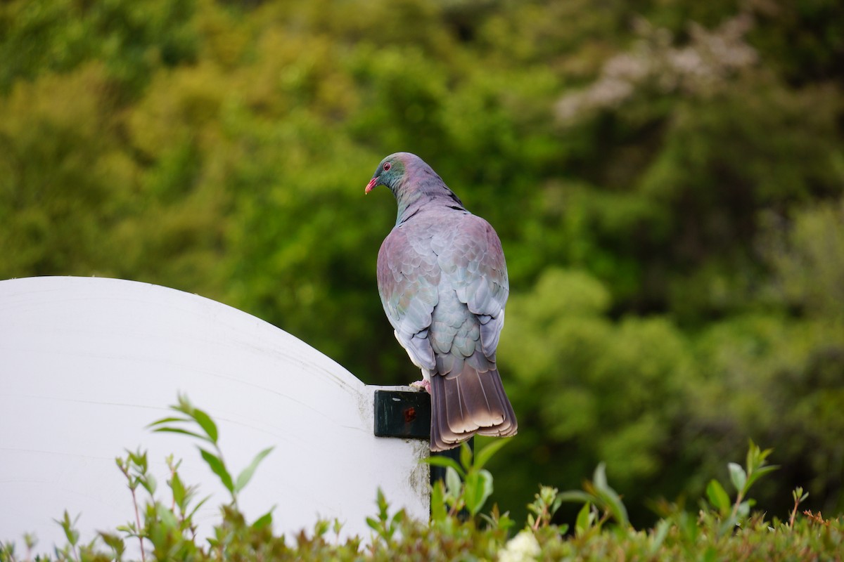 New Zealand Pigeon - ML396781651