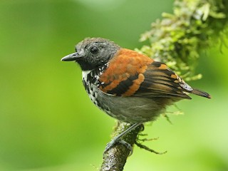  - Spotted Antbird