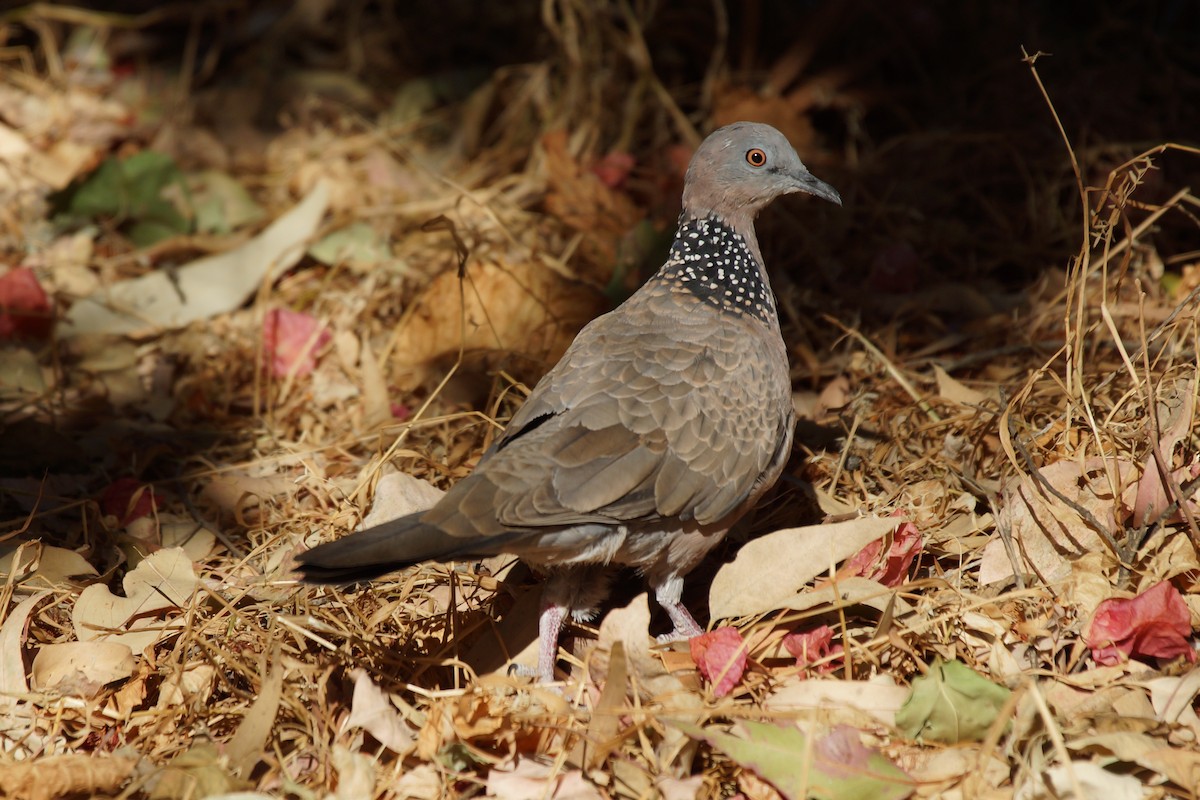 Spotted Dove - ML396783481