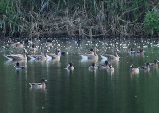Greater White-fronted Goose, ML396783641