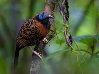  - Ocellated Antbird