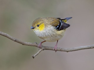  - Forty-spotted Pardalote