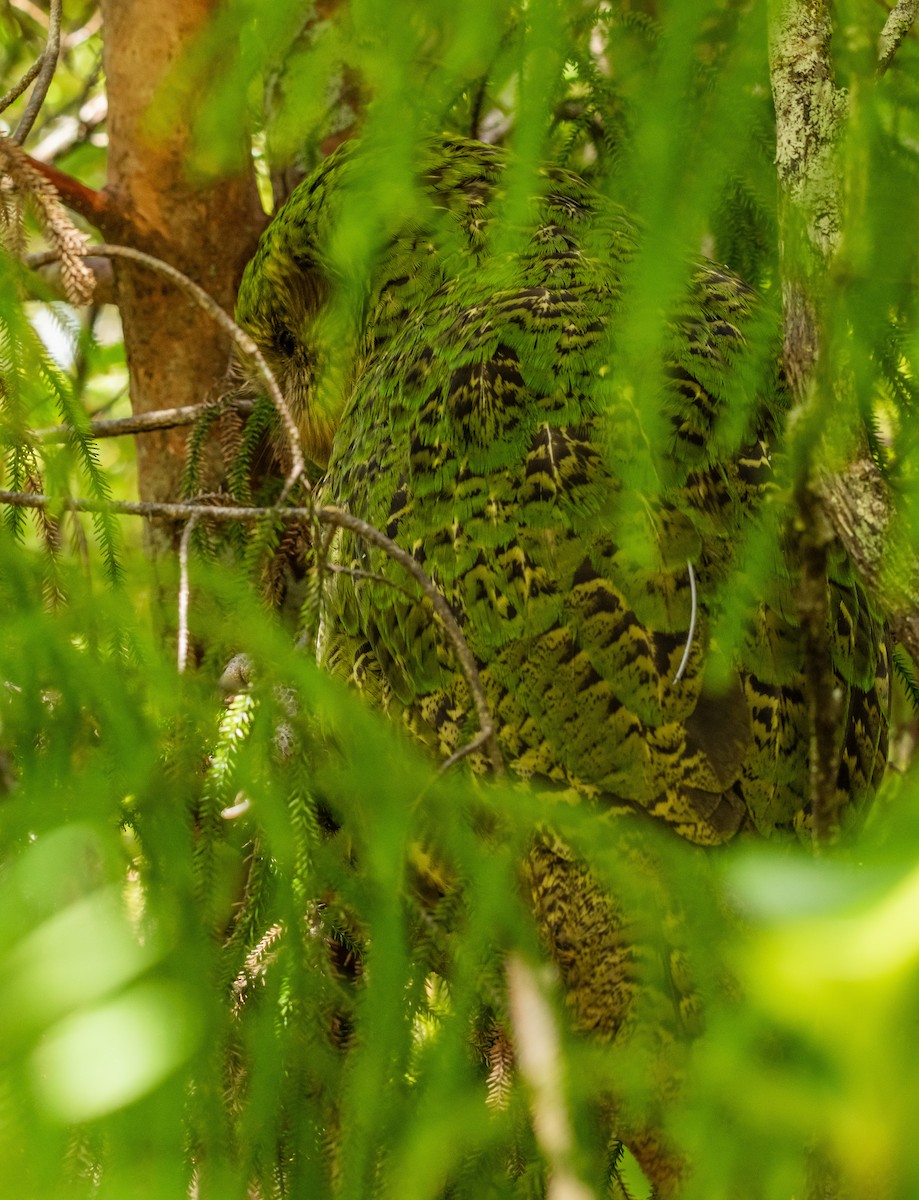Strigops kakapo - ML396785351