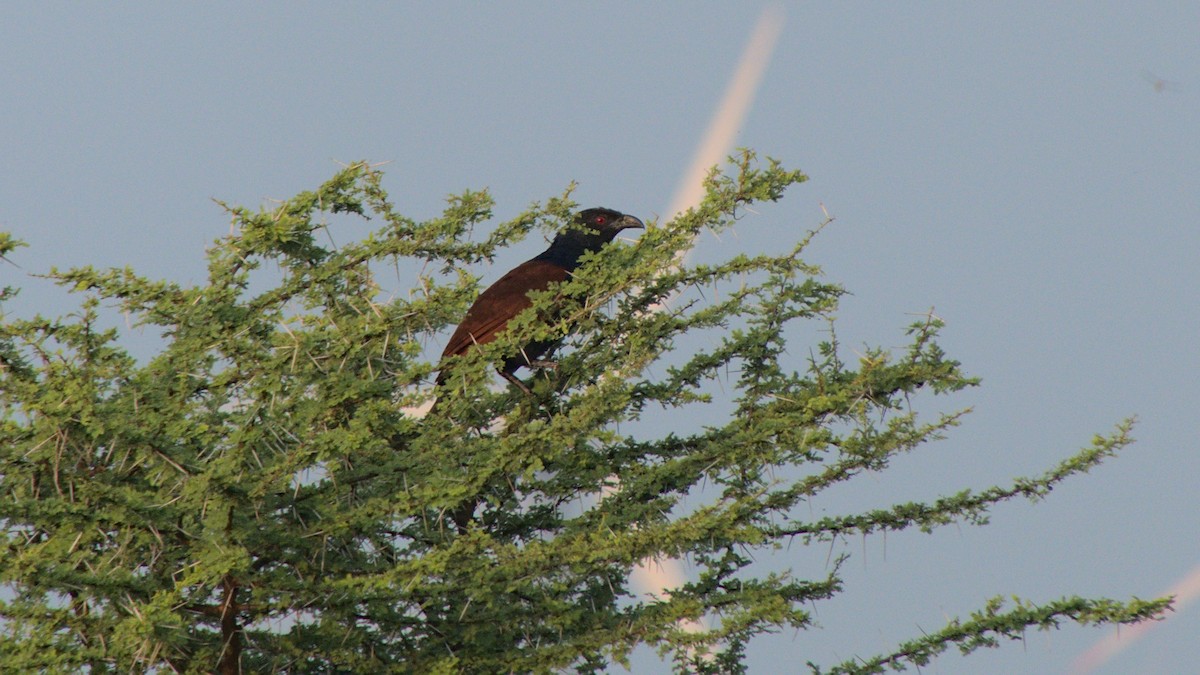 Greater Coucal - ML396785931