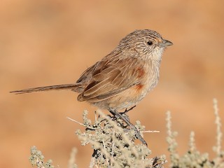  - Thick-billed Grasswren