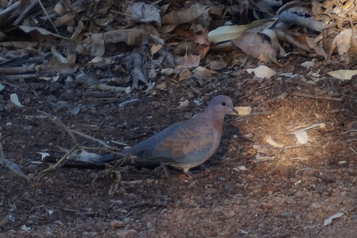 Laughing Dove - ML396786261