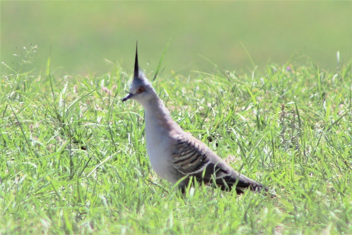 Crested Pigeon - ML396786431