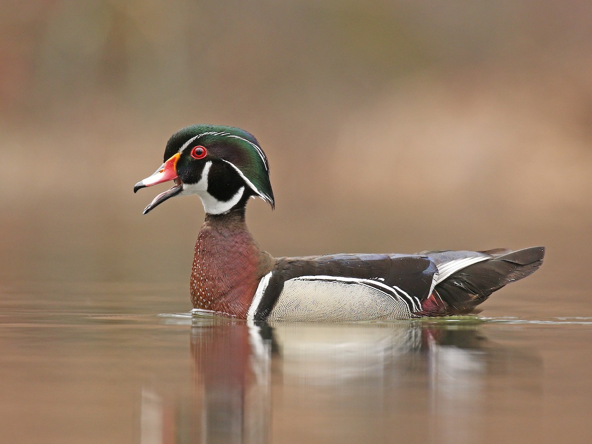 Wood Duck