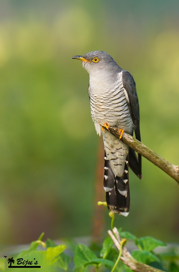 Common Cuckoo - Biju PB
