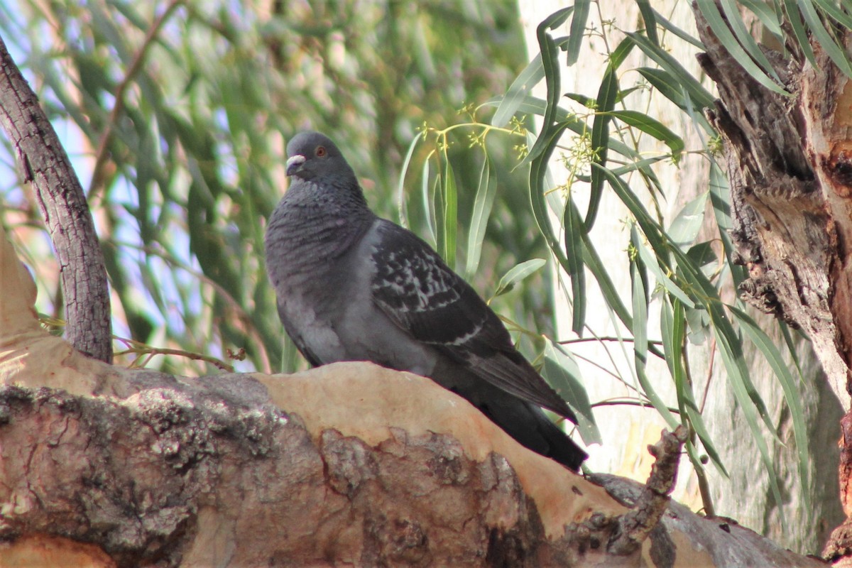 Rock Pigeon (Feral Pigeon) - ML396792081
