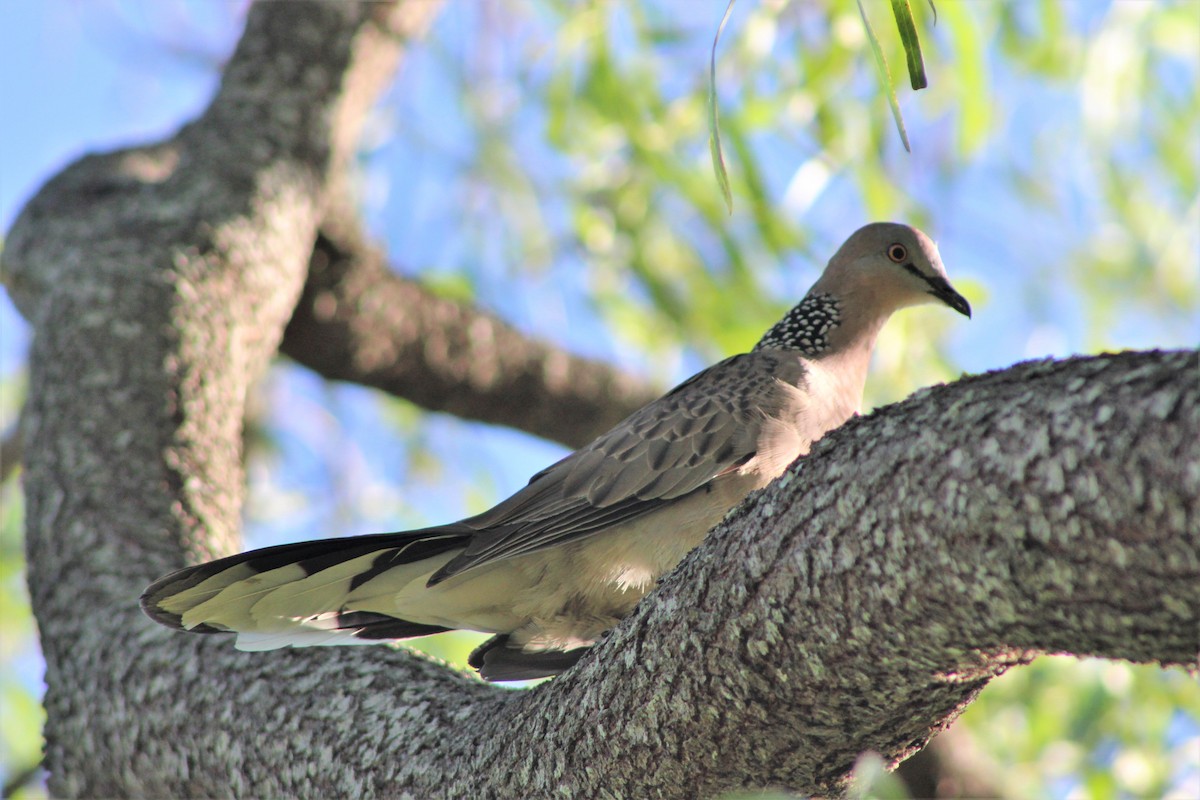 Spotted Dove - ML396793961