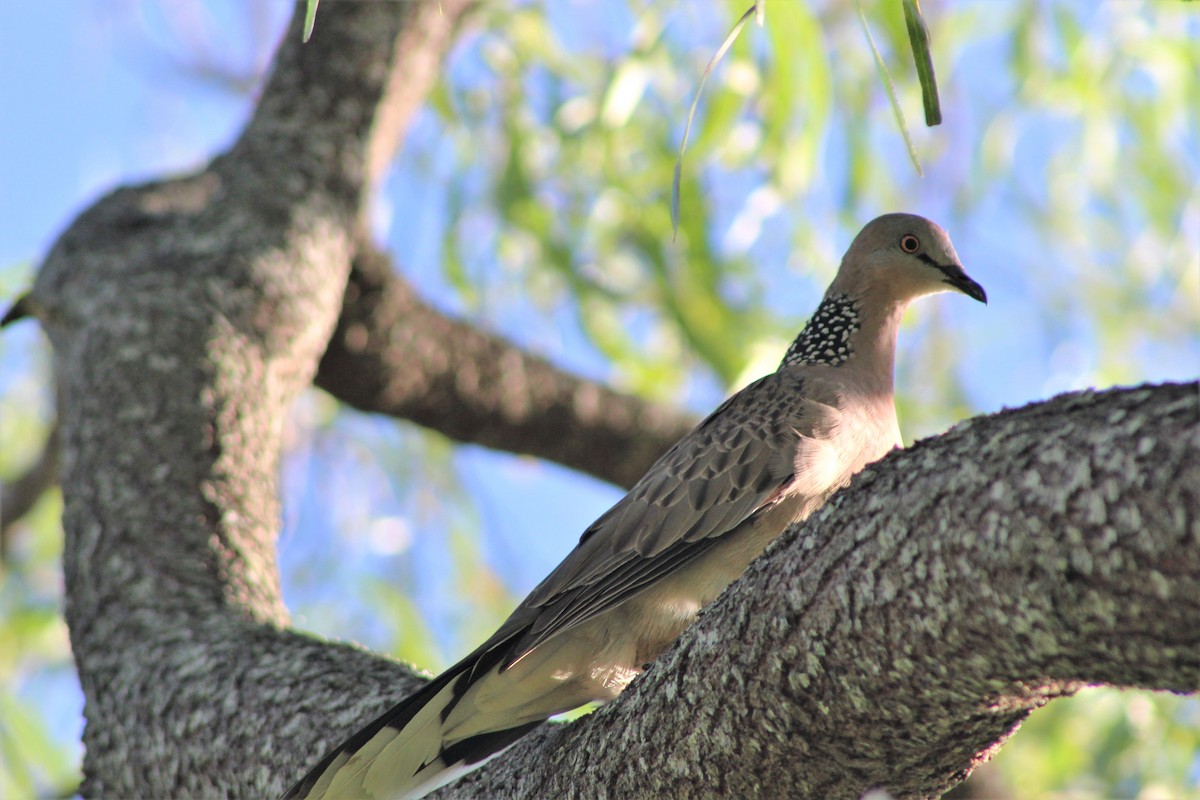 Spotted Dove - ML396793971