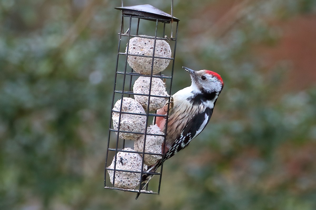 Middle Spotted Woodpecker - Jens Eriksen