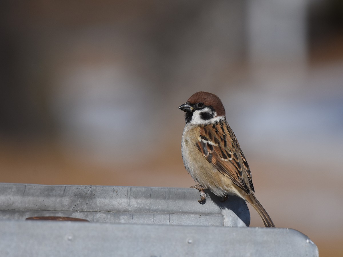 Eurasian Tree Sparrow - ML396800921