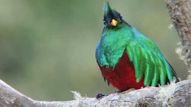 Quetzal resplendissant (costaricensis) - ML396810311
