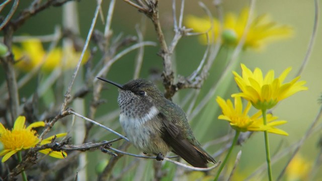 Scintillant Hummingbird - ML396813151