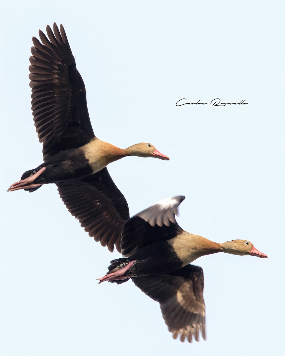Black-bellied Whistling-Duck - Carlos Rossello