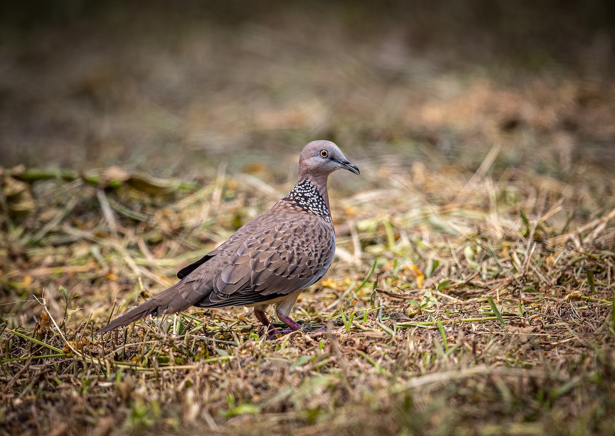 Spotted Dove - ML396820801
