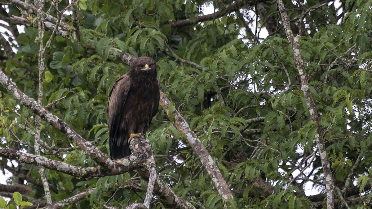 Greater Spotted Eagle - ML396830461