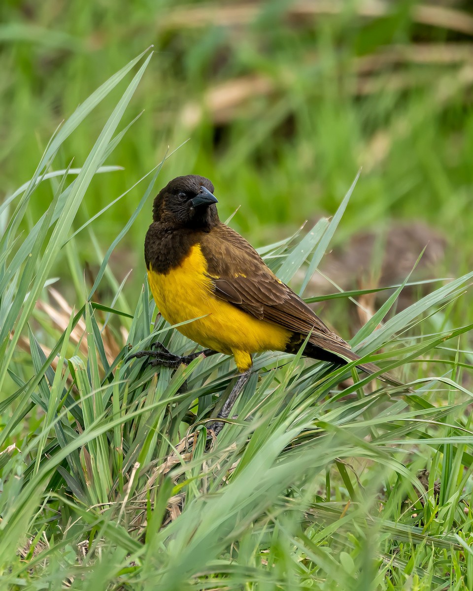 Yellow-rumped Marshbird - ML396831701
