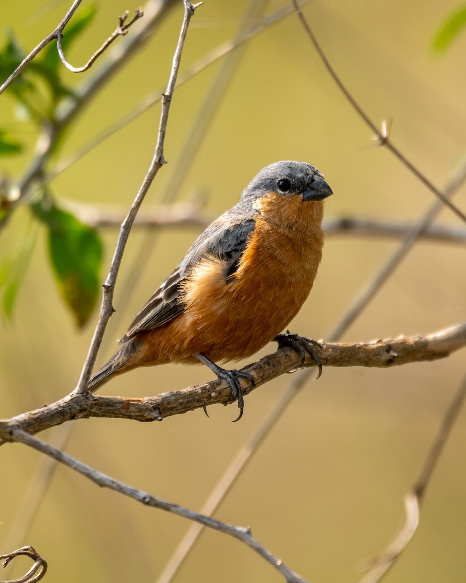 Tawny-bellied Seedeater - ML396832041
