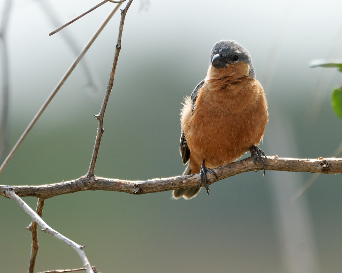 Tawny-bellied Seedeater - ML396832051