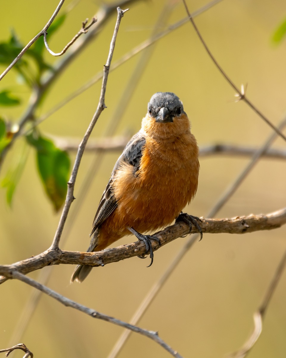 Tawny-bellied Seedeater - ML396832061