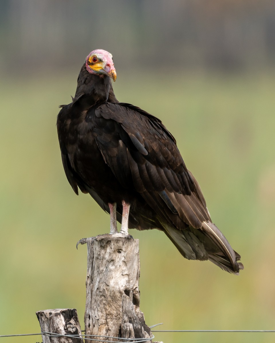 Lesser Yellow-headed Vulture - ML396833761