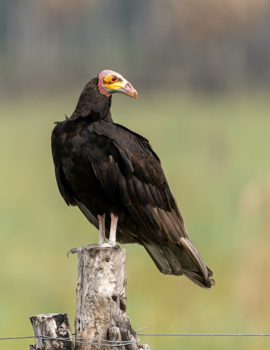 Lesser Yellow-headed Vulture - ML396833821