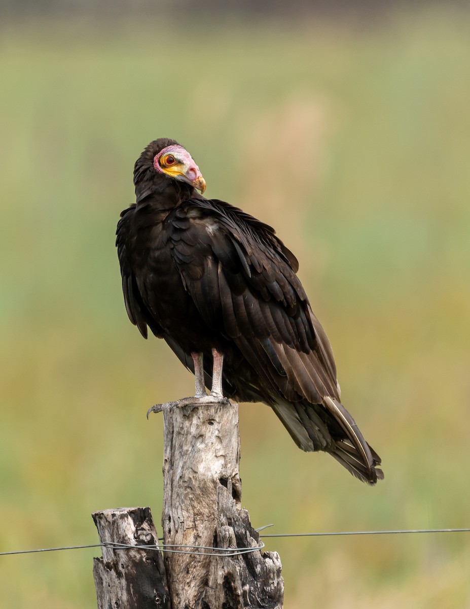 Lesser Yellow-headed Vulture - ML396833841