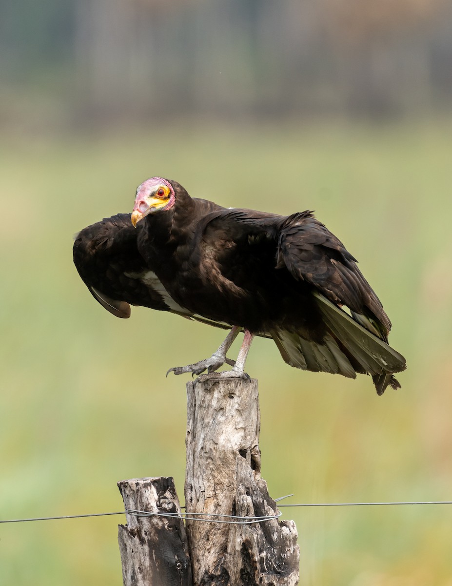 Lesser Yellow-headed Vulture - ML396833881