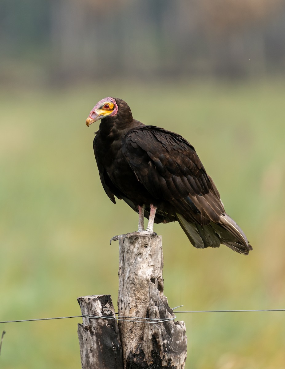 Lesser Yellow-headed Vulture - ML396833891