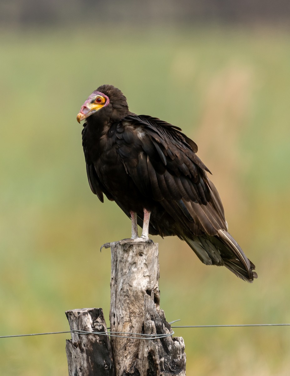 Lesser Yellow-headed Vulture - ML396833911