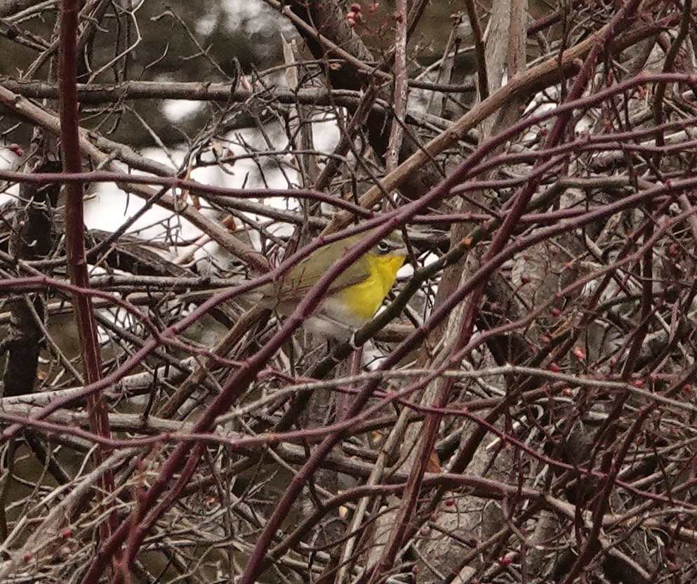 Yellow-breasted Chat - ML396834831