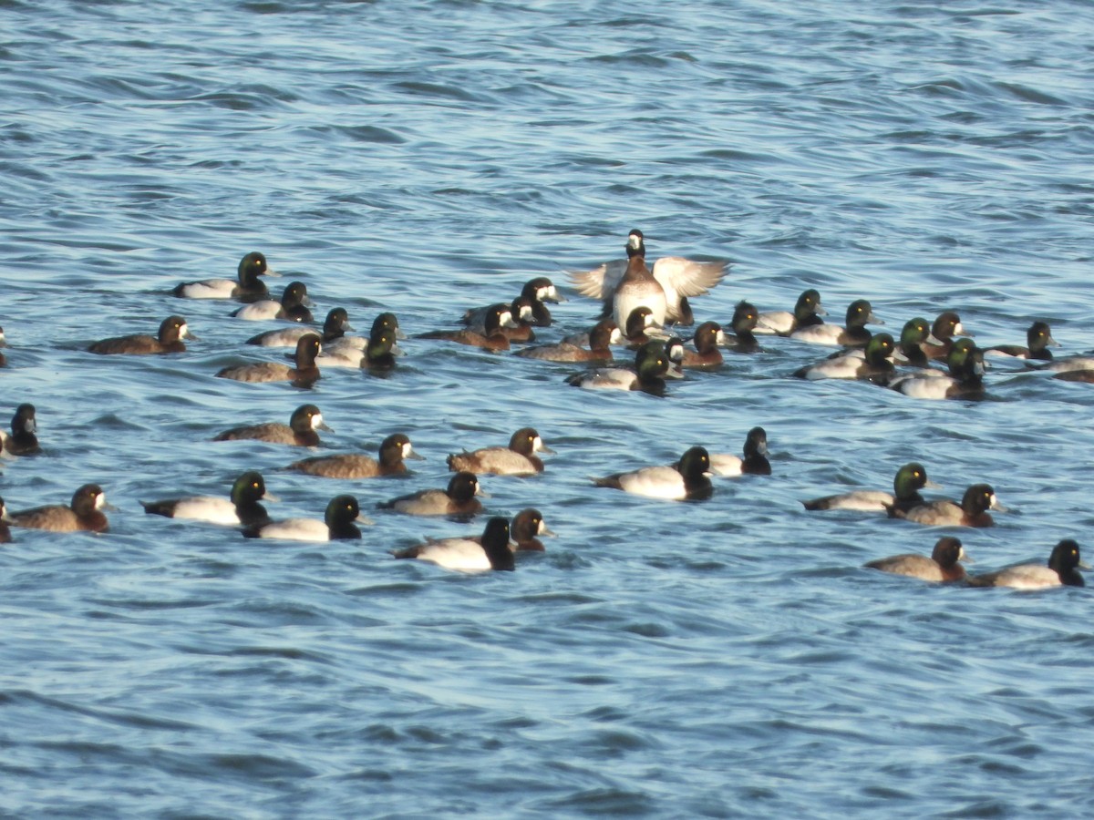 Greater Scaup - ML396838231