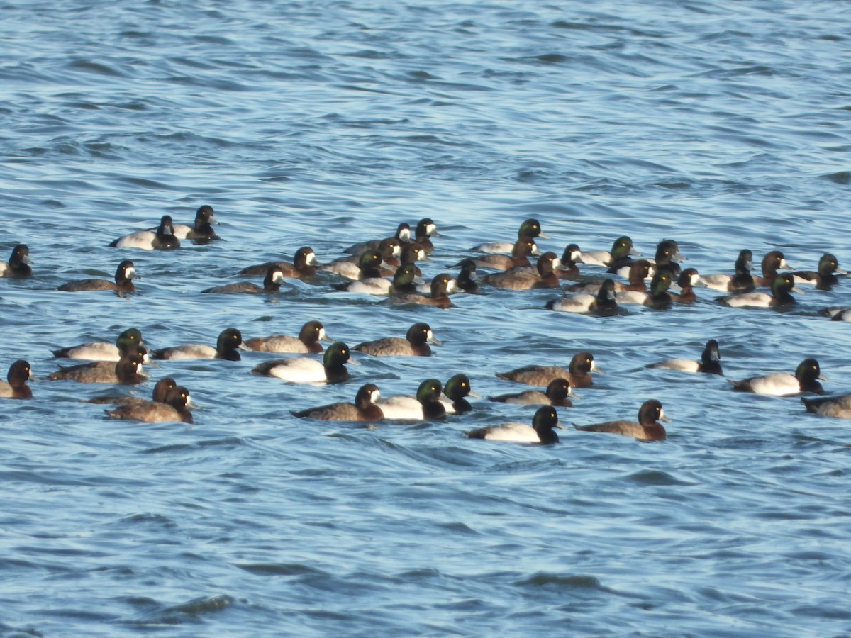 Greater Scaup - ML396838261