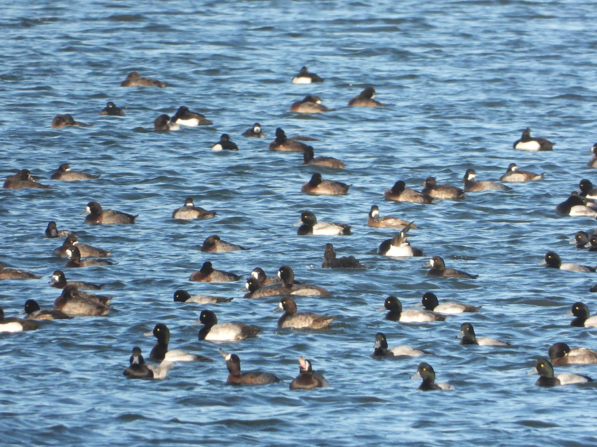 Greater Scaup - ML396838271