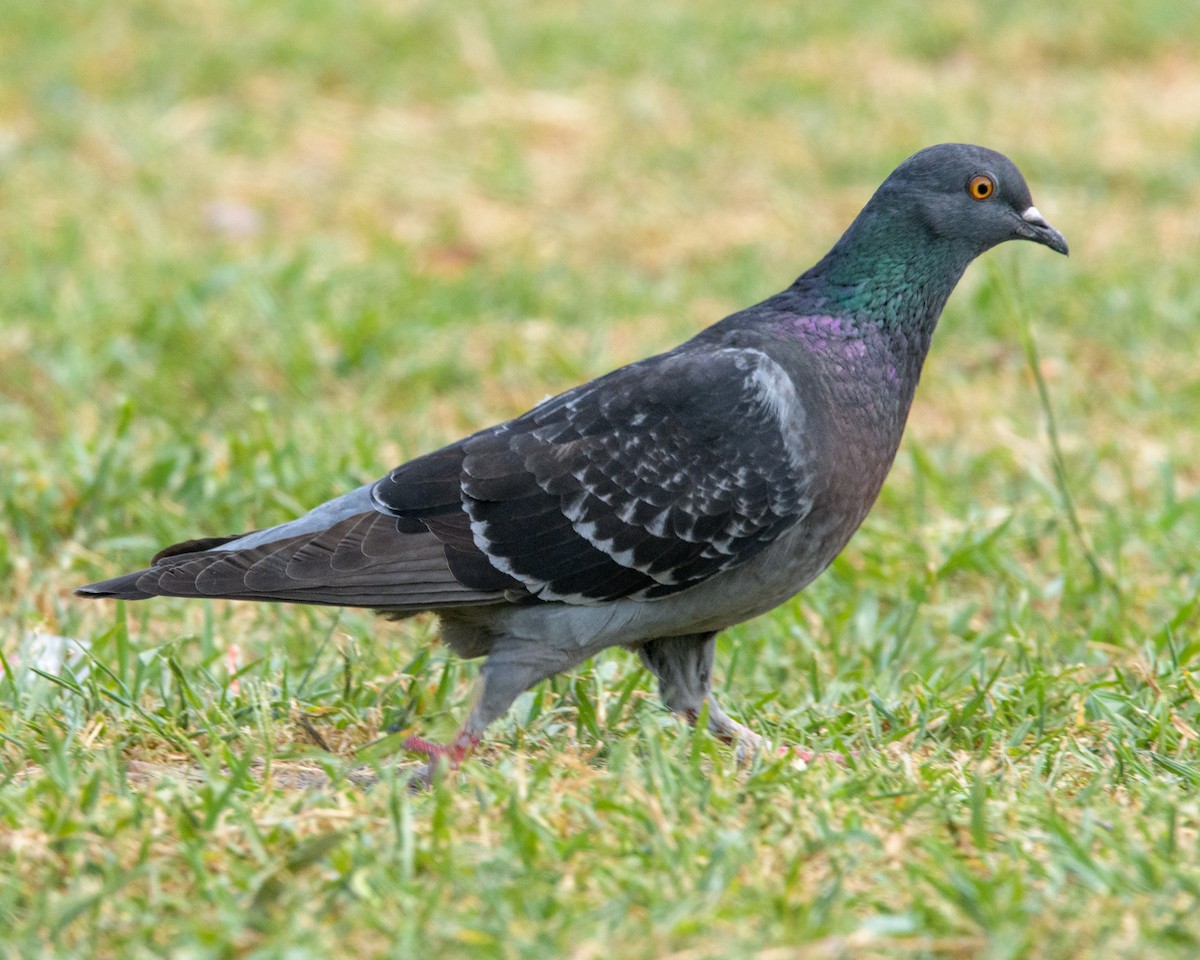 Rock Pigeon (Feral Pigeon) - ML396839691