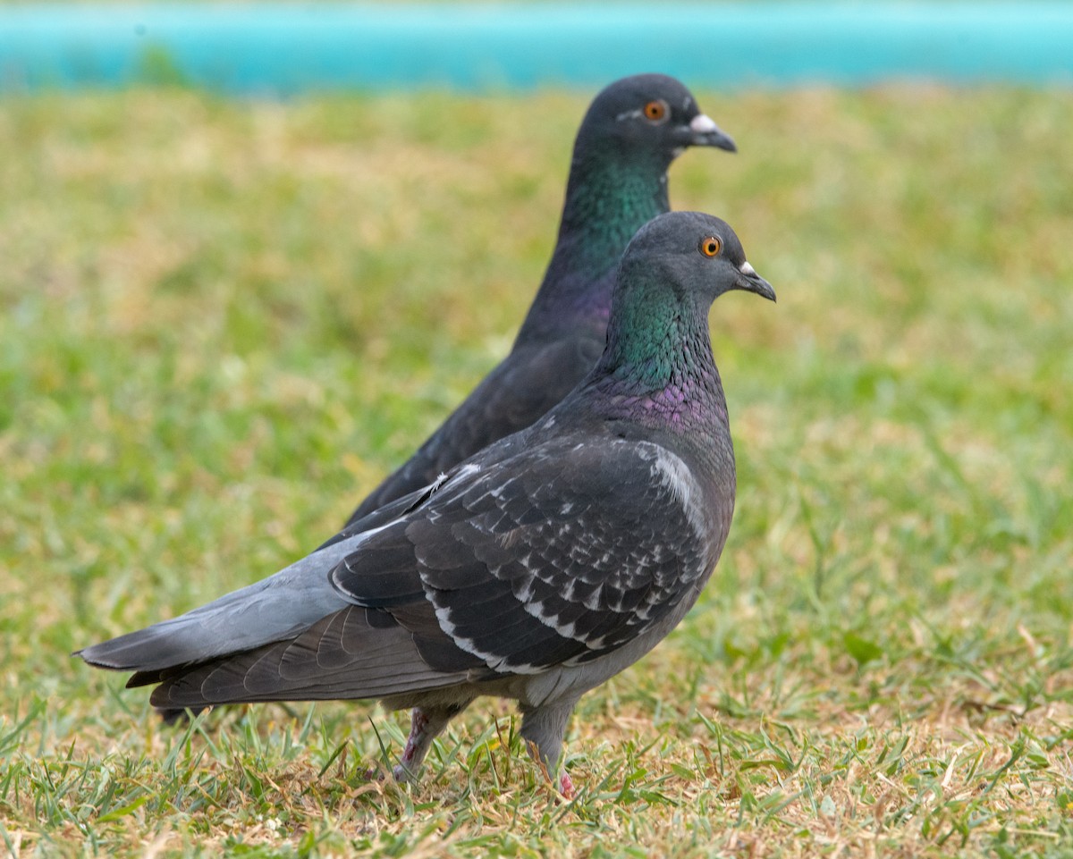 Rock Pigeon (Feral Pigeon) - ML396839821